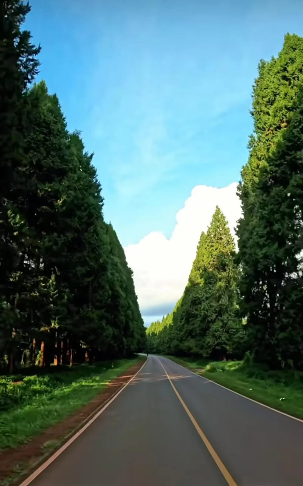 A quiet road between tall green trees beneath a bright blue sky